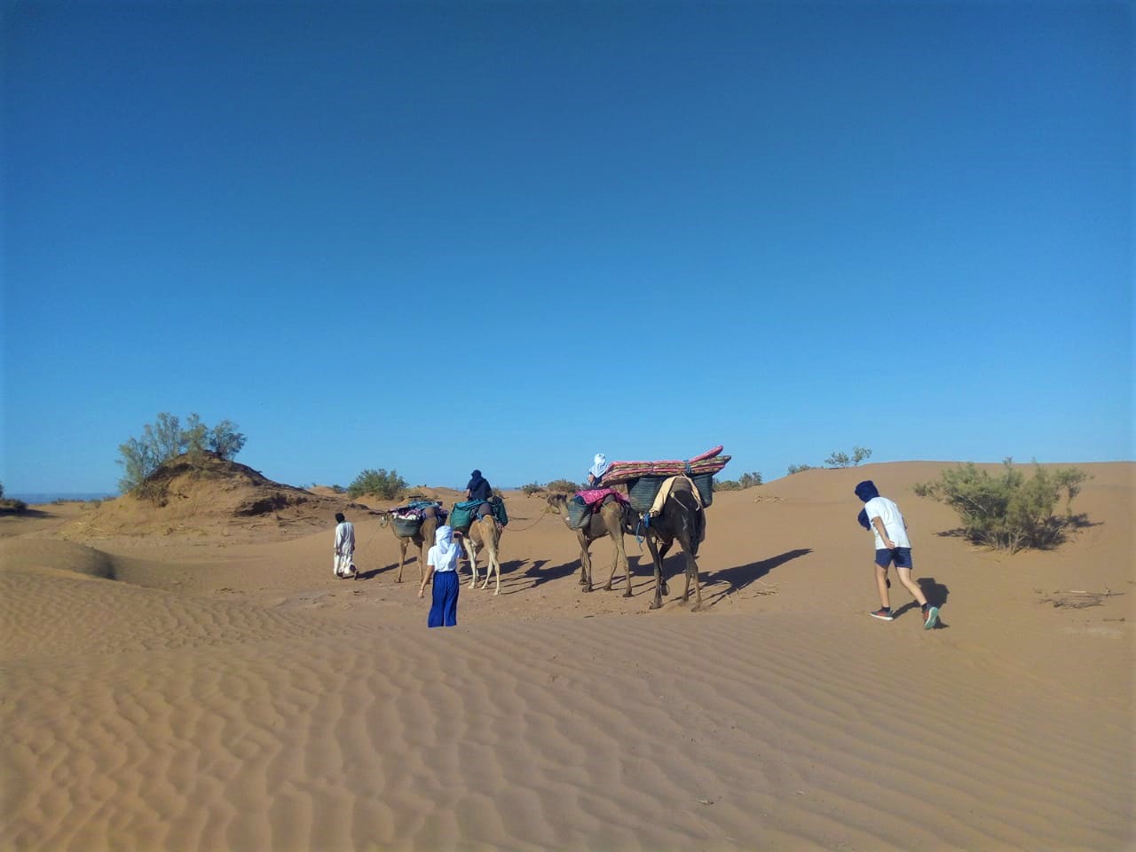 Balade en famille à dos de dromadaire dans le désert du Sahara au Maroc