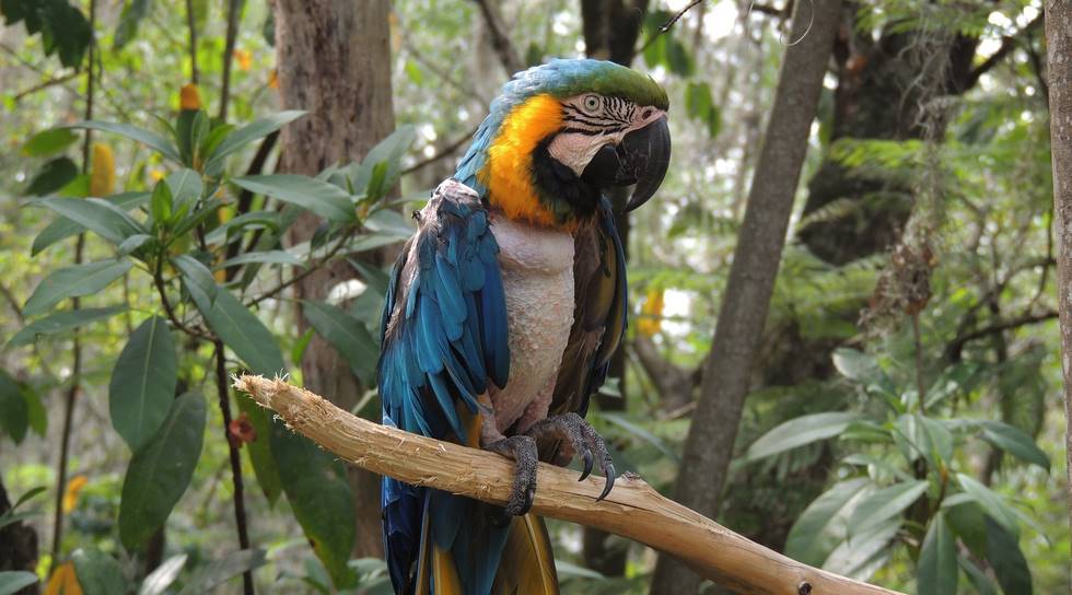 Perroquet dans la forêt en Colombie