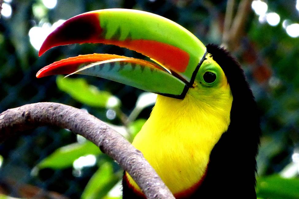 Toucan en Colombie