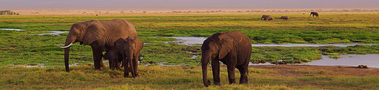Troupeau d'éléphants en Afrique