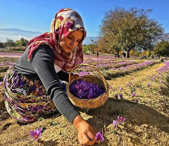 Récolte du safran à Taliouine au Maroc
