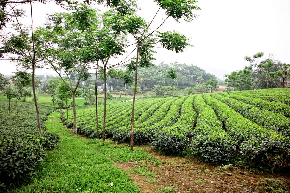 Plantations de thé dans le nord Vietnam