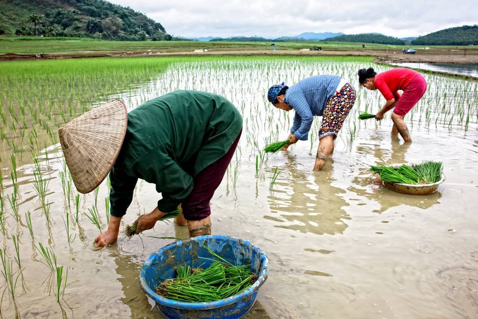 Travail de repiquage du riz dans les rizières au Vietnam