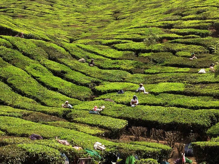 Cuillette de thé dans les plantations du Kérala au sud de l'Inde