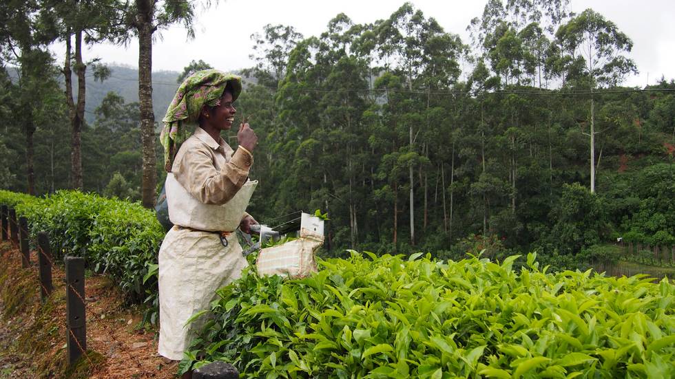 Cuillette de thé dans les plantations du Kérala au sud de l'Inde