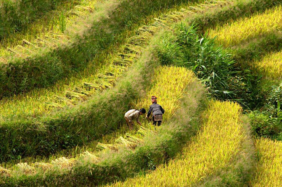 Travail dans les rizières en terrasse au Vietnam