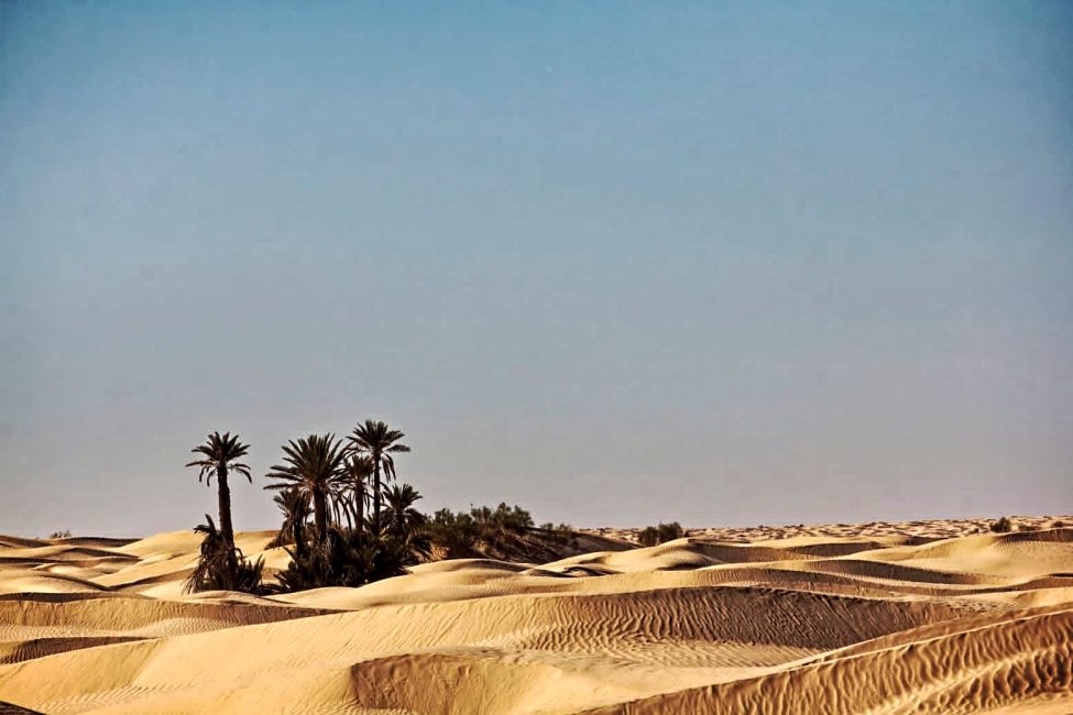 désert palmiers dunes Tunisie