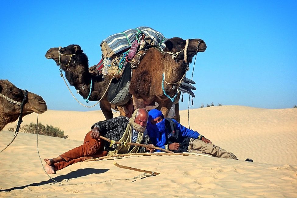 chamelier désert Tunisie