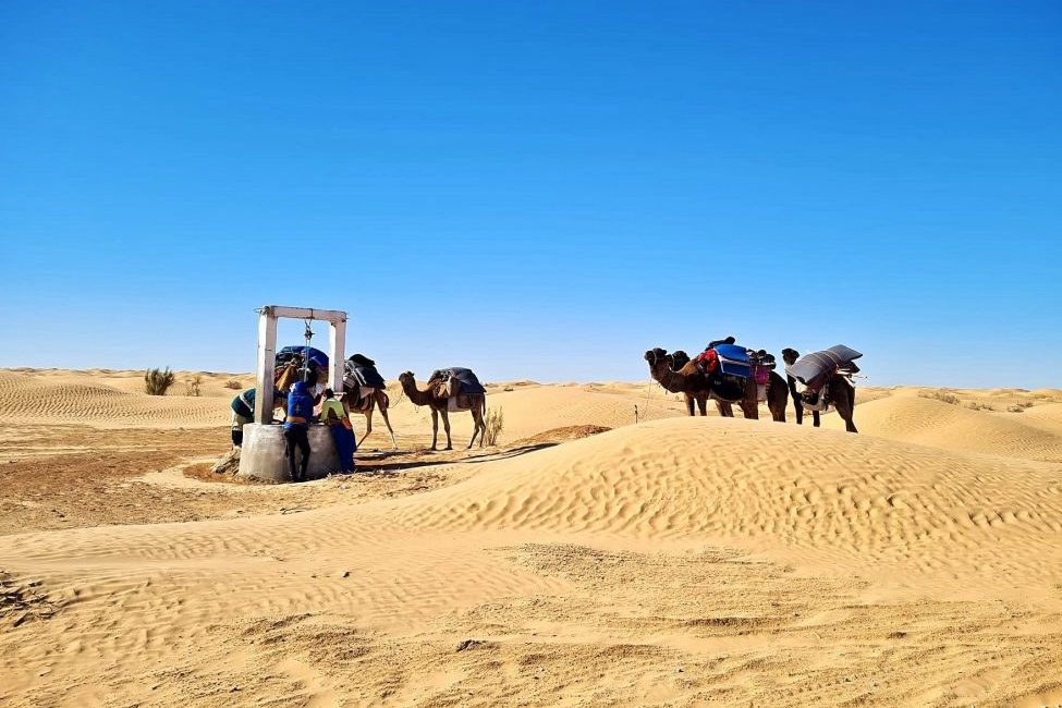 dromadaires puit désert Tunisie