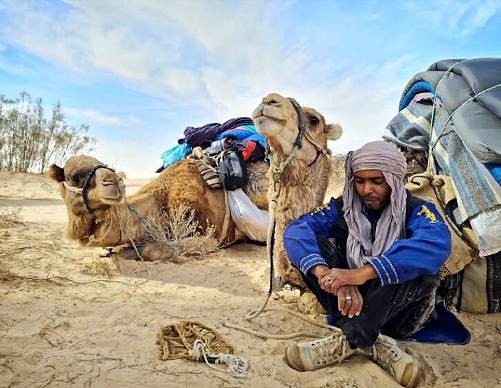 chamelier désert Tunisie